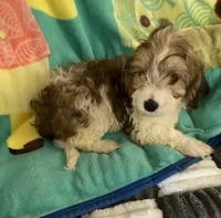 Angel, a male Dachshund and Yorkshire Terrier for sale in Centre, AL – 3 of 3