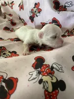 Macie, a female Morkie for sale in Centre, AL – Photo 2 of 3