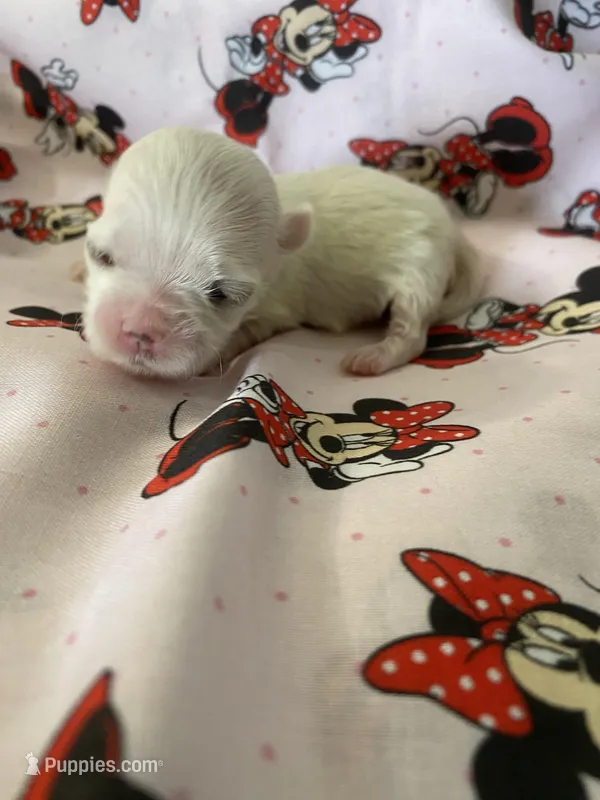 Macie – Morkie puppy for sale in Centre, AL