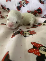 Macie, a female Morkie for sale in Centre, AL – Photo 1 of 3