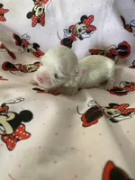 Macie, a female Morkie for sale in Centre, AL – Photo 3 of 3