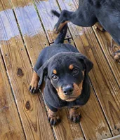 Rottie Girl, a female Rottweiler for sale in Centre, AL – 3 of 4
