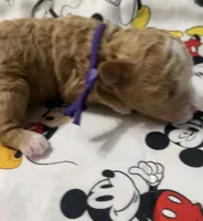 Tucker, a male Maltipoo for sale in Centre, AL – 1 of 4