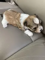 Sadie, a female Morkie for sale in Centre, AL – Photo 4 of 4