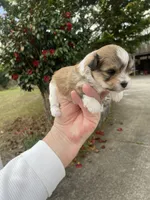 Sadie, a female Morkie for sale in Centre, AL – Photo 1 of 4