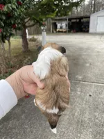 Sadie, a female Morkie for sale in Centre, AL – Photo 3 of 4