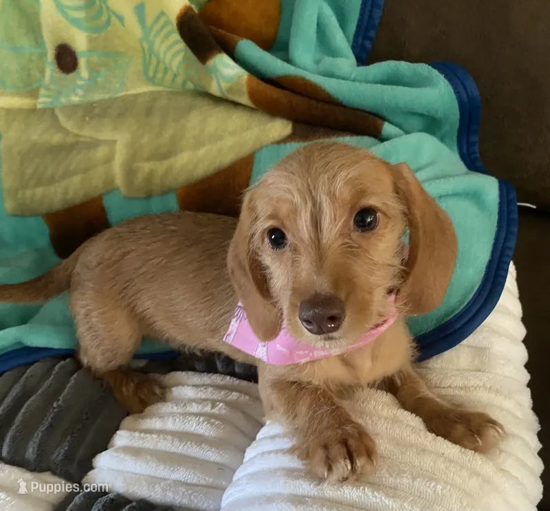 Hannah – Dachshund puppy for sale in Centre, AL