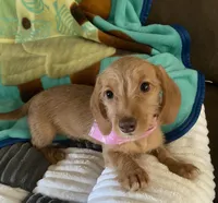 Hannah, a female Dachshund for sale in Centre, AL – 1 of 3
