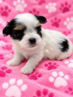 Sunni, a female Yorkshire Terrier for sale in Centre, AL – 1 of 3