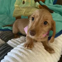 Hannah, a female Dachshund for sale in Centre, AL – 3 of 3