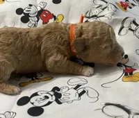 Juno, a male Maltipoo for sale in Centre, AL – 2 of 4