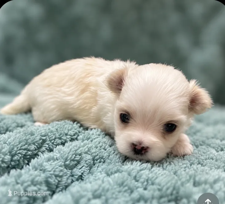 Toby – Morkie puppy for sale in Centre, AL