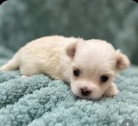 Toby, a male Morkie for sale in Centre, AL – 1 of 4