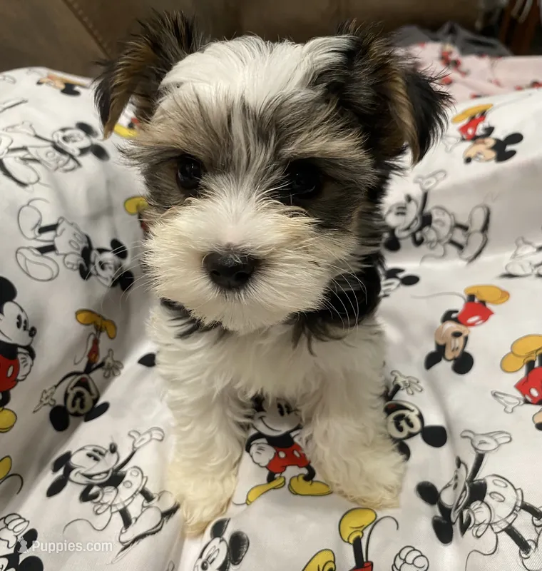 Milo – Yorkshire Terrier puppy for sale in Centre, AL