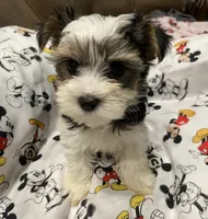 Milo, a male Yorkshire Terrier for sale in Centre, AL – 1 of 4