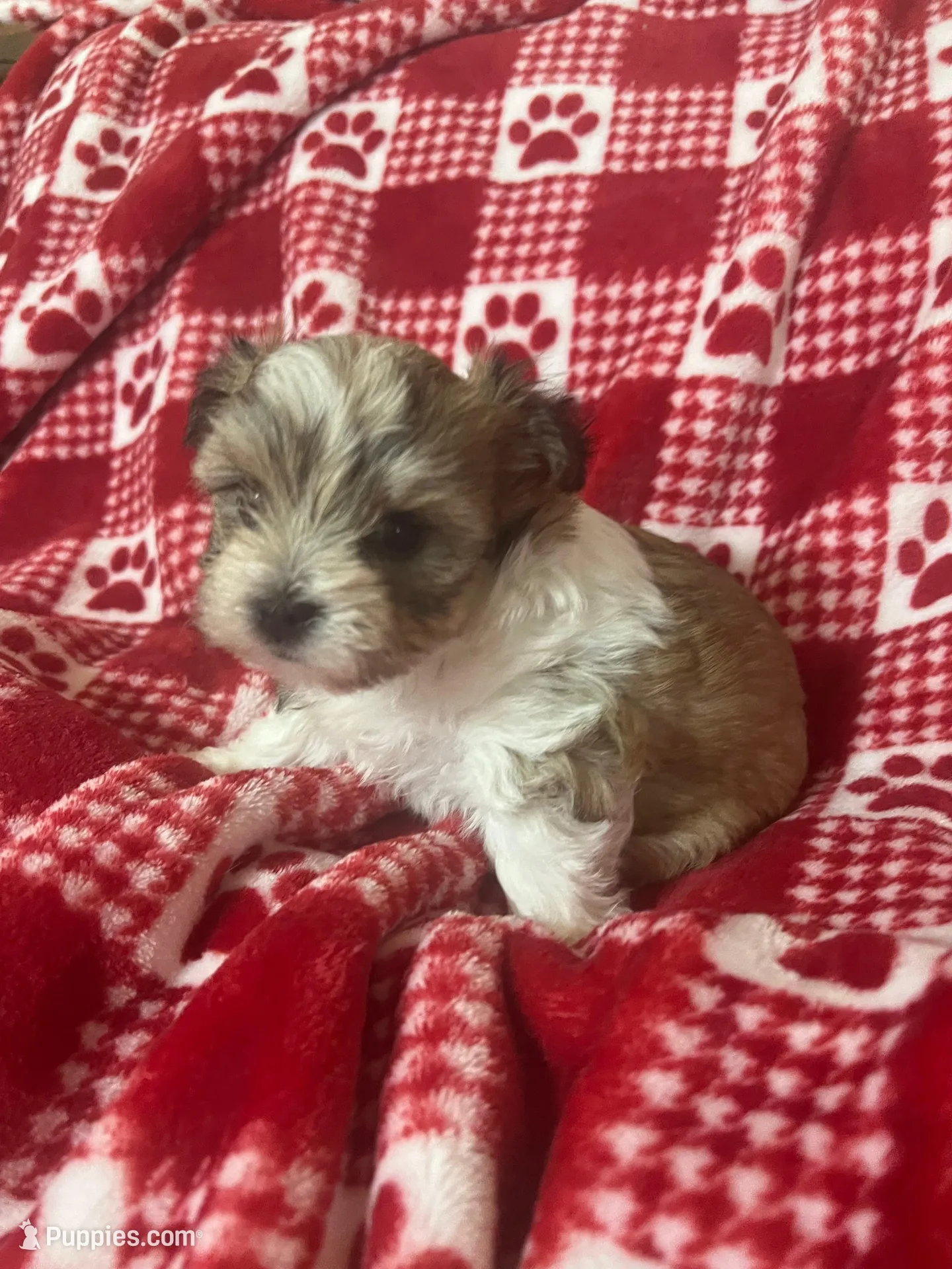 Sadie – Morkie puppy for sale in Centre, AL