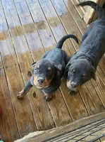Rottie Girl, a female Rottweiler for sale in Centre, AL – 2 of 4