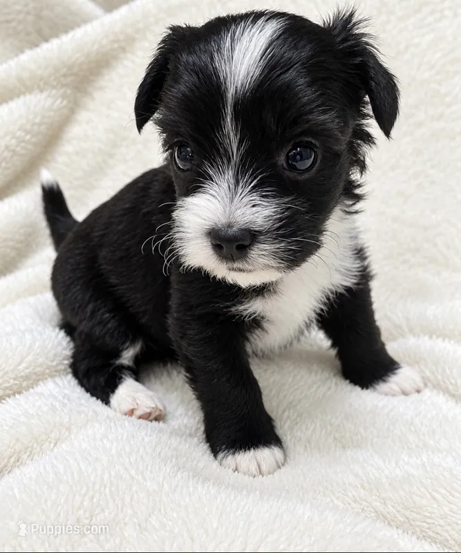 Sadie – Yorkshire Terrier puppy for sale in Centre, AL