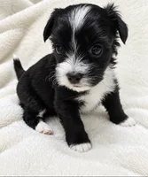 Sadie, a female Yorkshire Terrier for sale in Centre, AL – 1 of 3