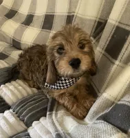 Thor, a male Dachshund and Yorkshire Terrier for sale in Centre, AL – 2 of 3