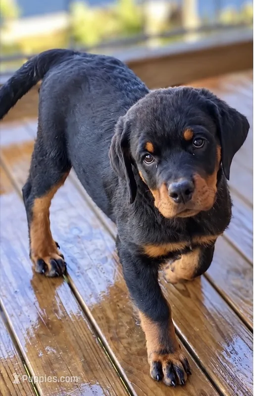 Rottie Girl – Rottweiler puppy for sale in Centre, AL