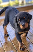 Rottie Girl, a female Rottweiler for sale in Centre, AL – 1 of 4