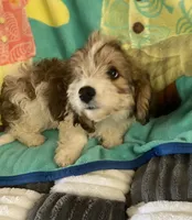 Angel, a male Dachshund and Yorkshire Terrier for sale in Centre, AL – 2 of 3