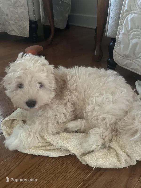 Tater – Morkie puppy for sale in Centre, AL
