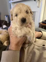 processed/341e76ca-dc87-4ed0-8d60-bf724e5169c1/listing/ccf8dcd3-ea18-4868-8224-7615c91d0127/f2154c99-e2d9-4fa5-a4ae-be302607c1f0