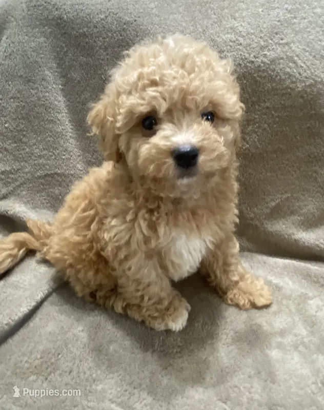 Juno – Maltipoo puppy for sale in Centre, AL