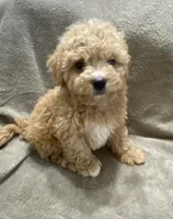 Juno, a male Maltipoo for sale in Centre, AL – 2 of 4