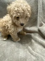 Juno, a male Maltipoo for sale in Centre, AL – 4 of 4