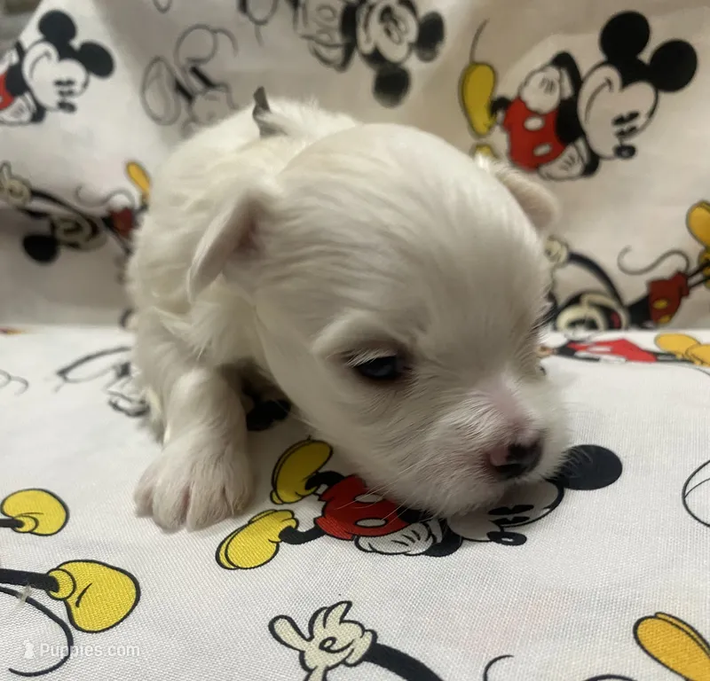 Toby – Maltese puppy for sale in Centre, AL