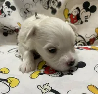Toby, a female Maltese for sale in Centre, AL – 1 of 3