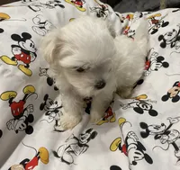 Jessie, a male Morkie for sale in Centre, AL – 3 of 3