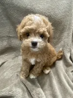 Tucker, a male Maltipoo for sale in Centre, AL – 2 of 4