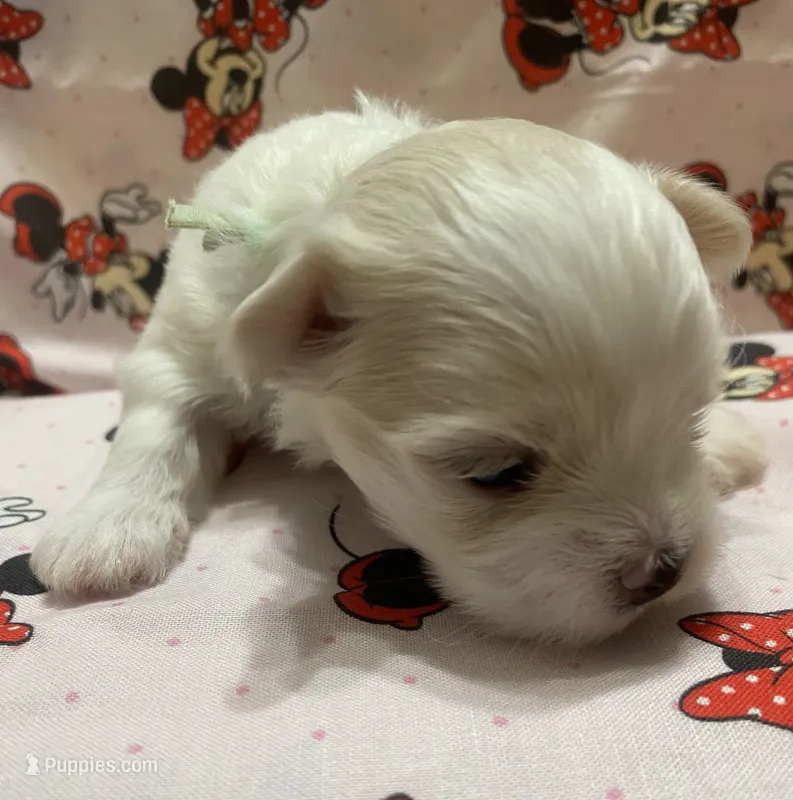 Bella – Maltese puppy for sale in Centre, AL