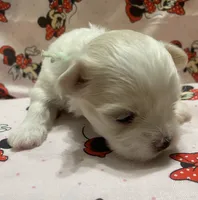 Bella, a female Maltese for sale in Centre, AL – 1 of 3