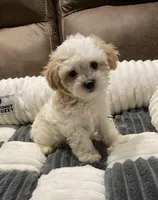 Daisy, a female Maltipoo for sale in Centre, AL – Photo 4 of 4