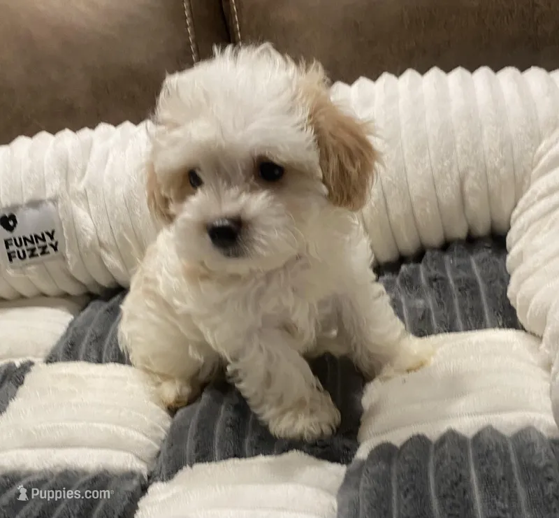 Daisy – Maltipoo puppy for sale in Centre, AL