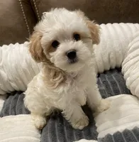 Daisy, a female Maltipoo for sale in Centre, AL – Photo 3 of 4