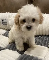 Daisy, a female Maltipoo for sale in Centre, AL – Photo 2 of 4