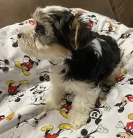 Milo, a male Yorkshire Terrier for sale in Centre, AL – 4 of 4