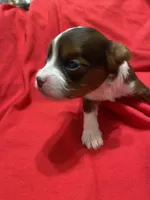 Milo, a male Yorkipoo for sale in Centre, AL – Photo 2 of 3