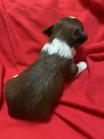 Milo, a male Yorkipoo for sale in Centre, AL – Photo 3 of 3