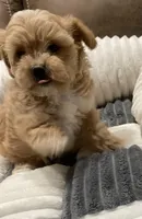 Sandi, a female Maltipoo for sale in Centre, AL – Photo 2 of 4