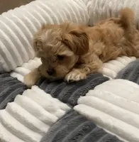 Sandi, a female Maltipoo for sale in Centre, AL – Photo 1 of 4