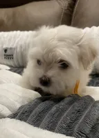 processed/341e76ca-dc87-4ed0-8d60-bf724e5169c1/listing/dcd8ec09-076a-476a-8d03-f3ec999d574a/8f36ab19-cc9c-45bd-b430-a8f1584e6eab