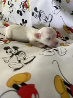 Carter, a male Morkie for sale in Centre, AL – Photo 2 of 3