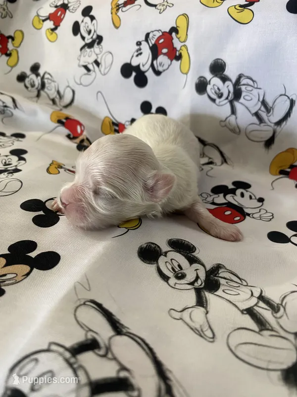 Carter – Morkie puppy for sale in Centre, AL